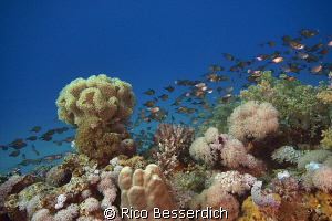 Always nice to see healthy reefs ;-)
Cave sweepers are h... by Rico Besserdich 